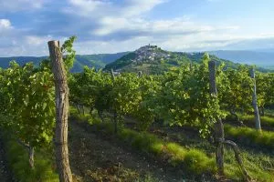 Wijngaard Istrië