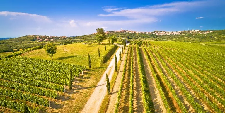 Istrische wijngaarden