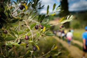 Walk through scenic olive groves and relax