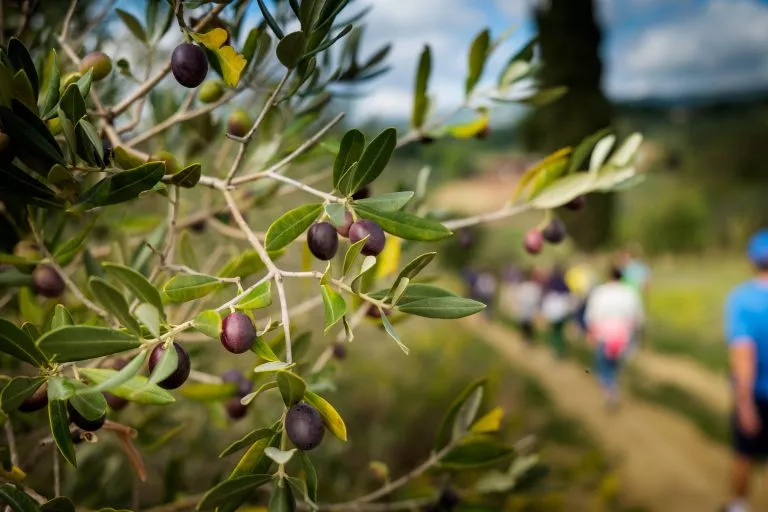 Vandring i olivenlundene